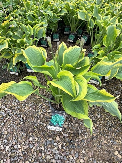 HOSTA ATLANTIS #1