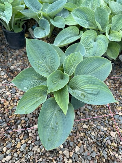 HOSTA BLUE ANGEL #5
