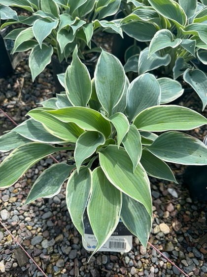HOSTA EL NINO #1