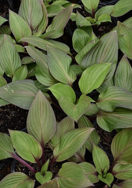 HOSTA FIRST BLUSH #1