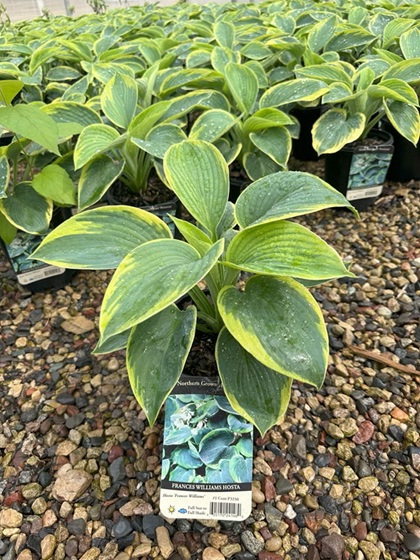 HOSTA FRANCES WILLIAMS #1