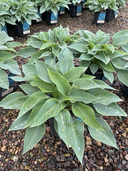 HOSTA HALCYON #1