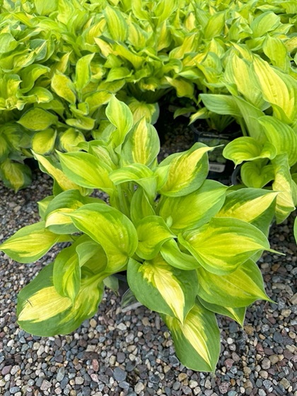 HOSTA LAKESIDE BANANA BAY #1