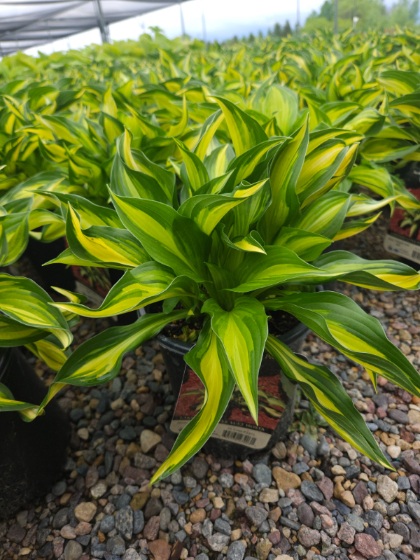 HOSTA LAKESIDE LITTLE TUFT #1
