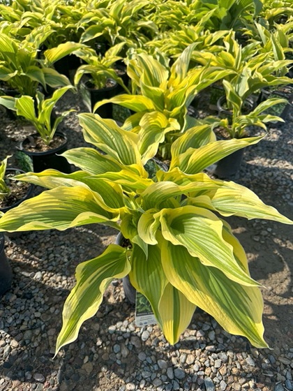 HOSTA MON AUREOMARGINATA #5