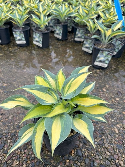 HOSTA TOUCH OF CLASS #1