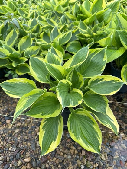 HOSTA TWILIGHT #1