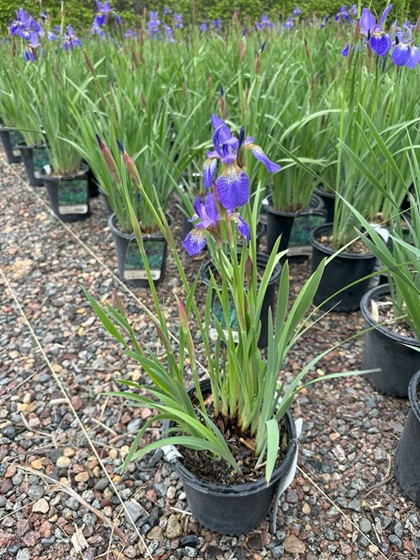 IRIS SIB CAESAR'S BROTHER #1