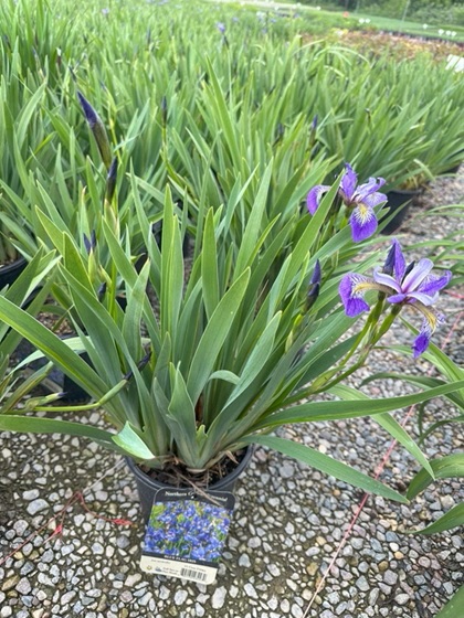 IRIS VERSICOLOR BLUE FLAG #1