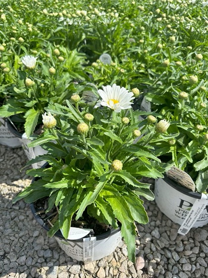 LEUCA SUP DAISY MAY #1 PW