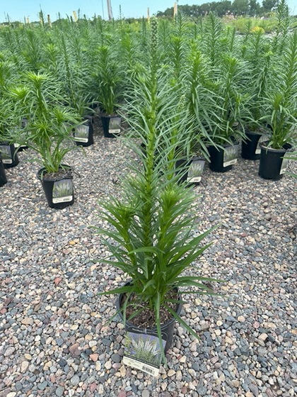 LIATRIS SPICATA WHITE #1