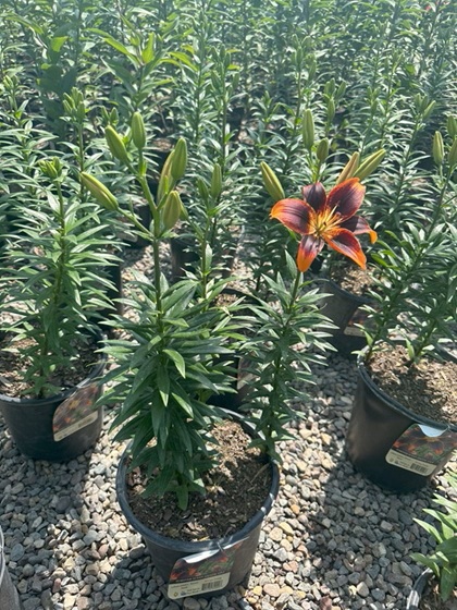 LILIUM ASI FOREVER SUSAN #2