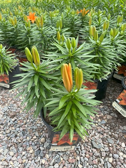 LILIUM ASI TINY INVADER #1/7"ORG