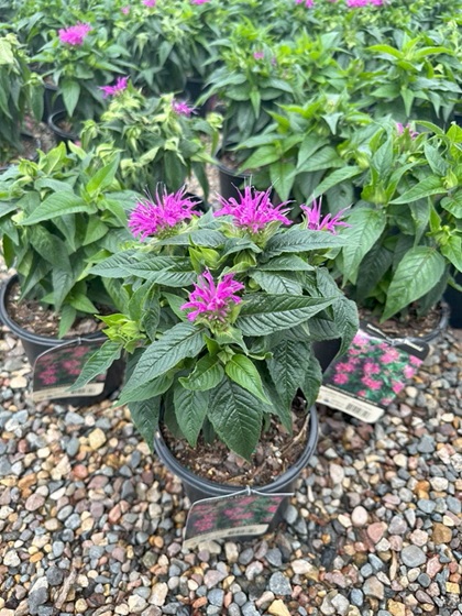 MONARDA DID GRAND PARADE #1