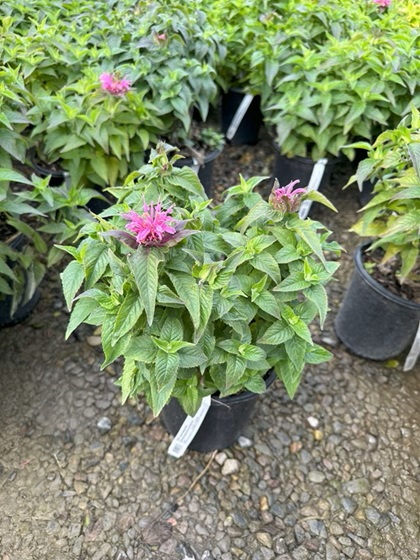 MONARDA SUGARBUZ BUBBLGUM BLST#1