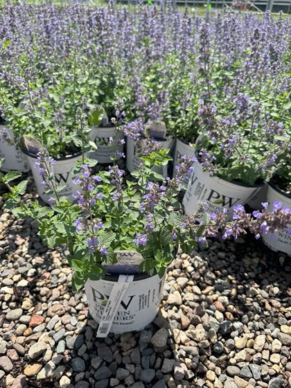 NEPETA FAA CATS PAJAMAS #1 PW