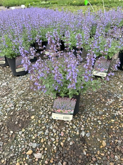 NEPETA FAA PURRSIAN BLUE #1