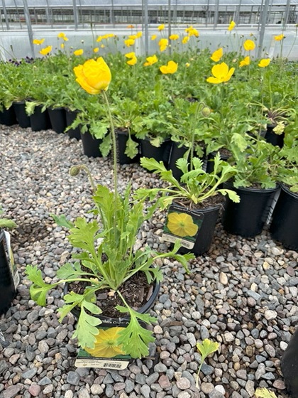 PAPAV NUD CHAMPAGNE YELLOW #1