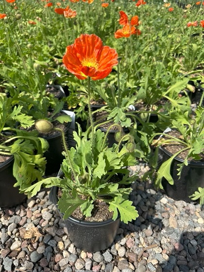 PAPAV NUD CHAMPAGNE ORANGE #1