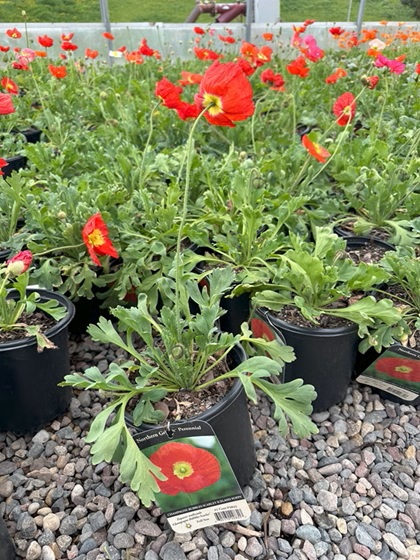 PAPAV NUD CHAMPAGNE SCARLET #1