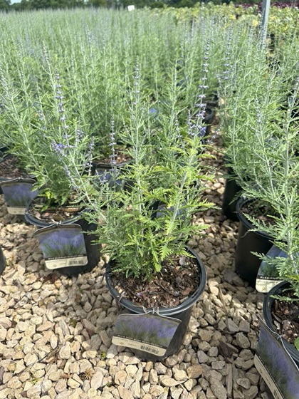 PEROV ATR BLUE JEAN BABY #1