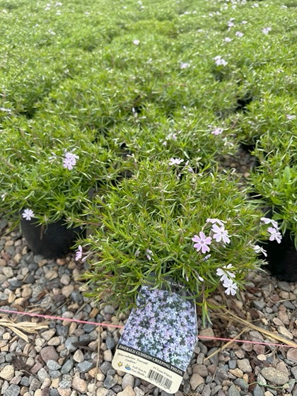 PHLOX SUB EMERALD CUSHION #1BLUE