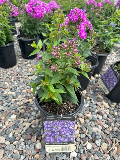 PHLOX PAN EARLY START PURPLE #1