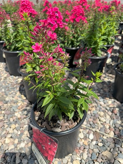 PHLOX PAN EARLY START RED #1