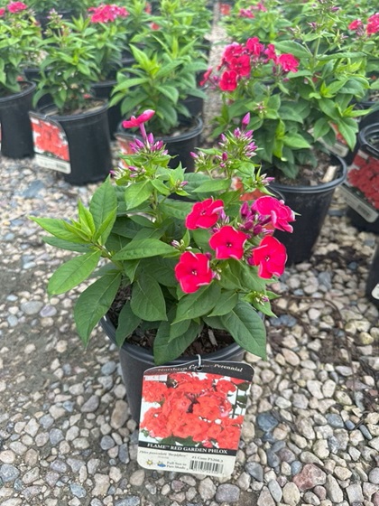 PHLOX PAN FLAME RED #1