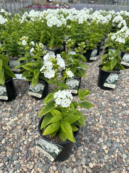PHLOX PAN FLAME WHITE #1