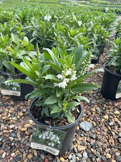 PHYSO VIR CRYSTAL PEAK WHITE #1