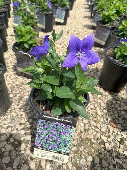 PLATY GRA ASTRA BLUE #1