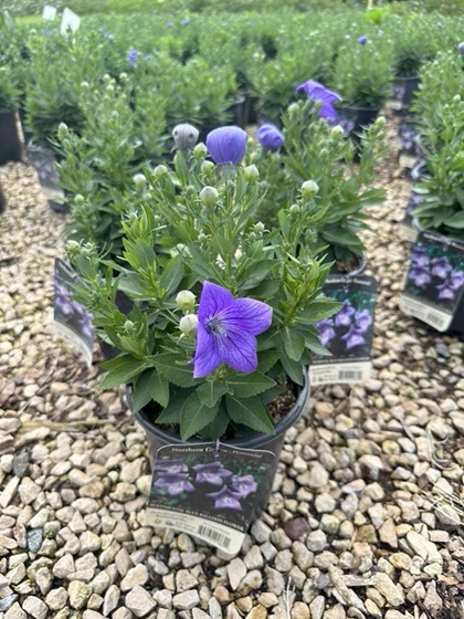 PLATY GRA SENTIMENTEL BLUE#1