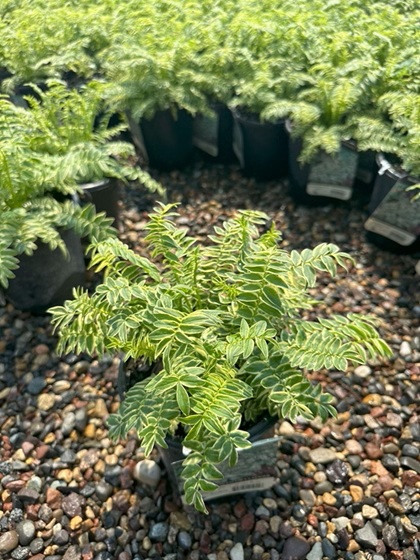 POLEM CAE BRISE D'ANJOU #1