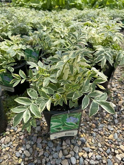 POLEM REP STAIRWAY HEAV #1