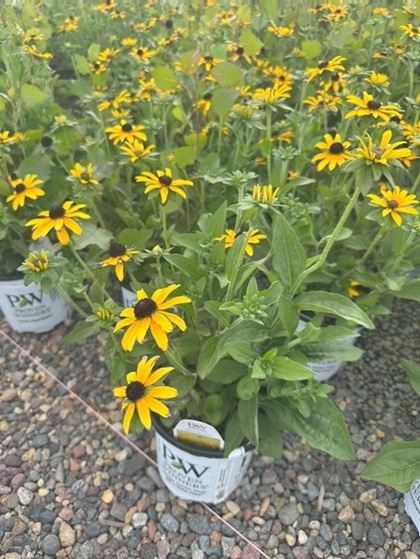 RUDBE TREASURE TROVE #1 PW