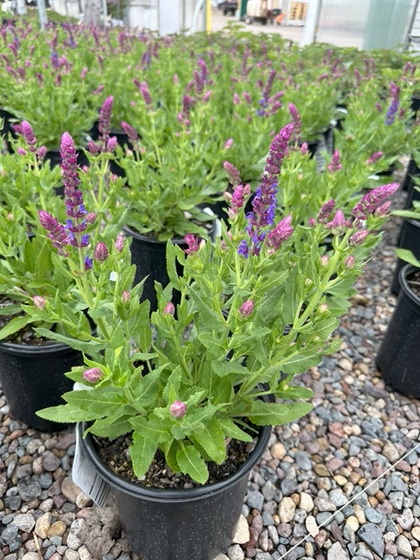 SALVIA NEM APEX BLUE #1