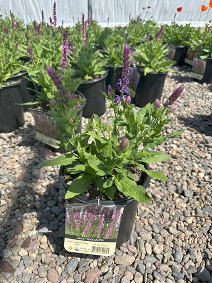 SALVIA NEM APEX PINK #1