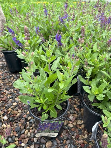 SALVIA NEM DARK MATTER #1