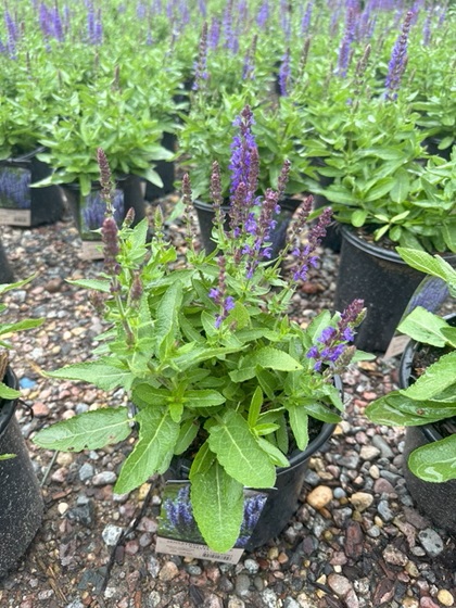 SALVIA NEM SENSATION DEEP BLUE#1