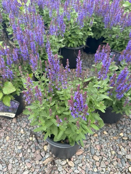 SALVIA NEM SENSATION SKY BLUE #1