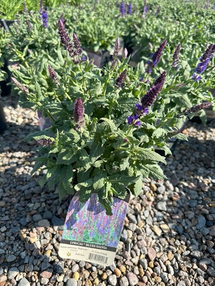 SALVIA LYRICAL BLUES #1