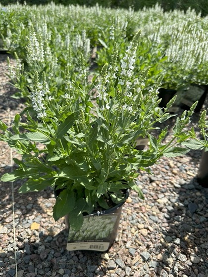 SALVIA LYRICAL WHITE #1