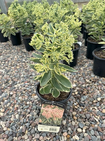SEDUM TEL AUTUMN CHARM #1