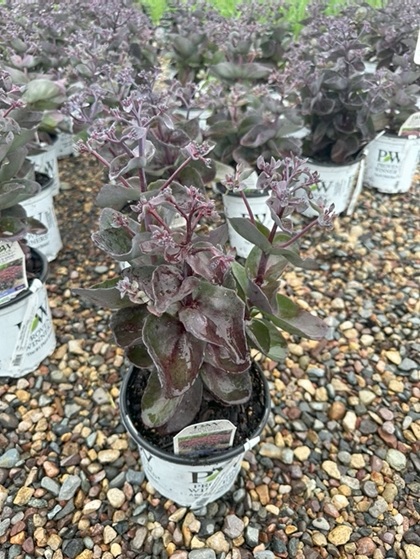 SEDUM BACK IN BLACK #1 PW