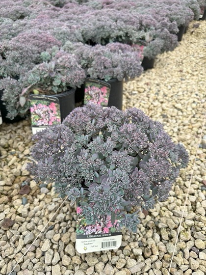 SEDUM CAUTICOLA LIDAKENSE #1