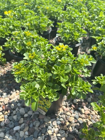SEDUM KAMTSCHATICUM 4"/10T