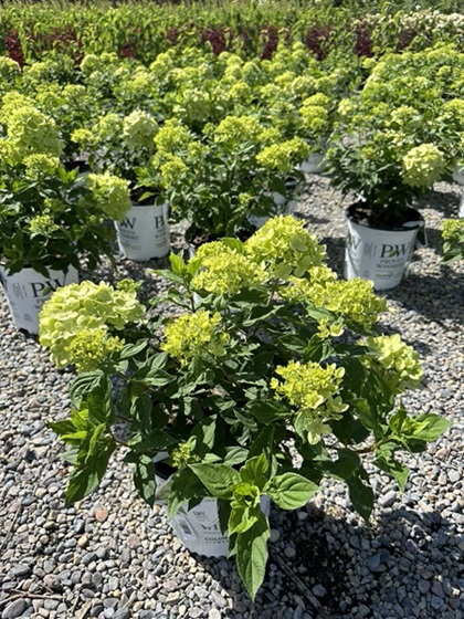 HYDRA PAN LITTLE LIME #3PW