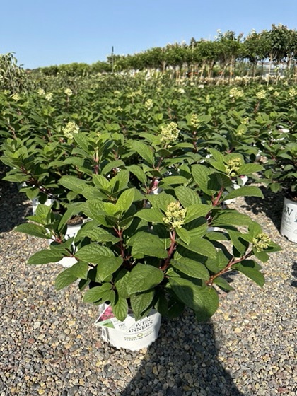 HYDRA PAN LITTLE QUICK FIRE #2PW