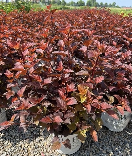 PHYSO OPU GINGER WINE #5 PW